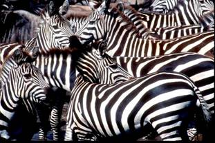 Photo of zebras by Jose Cartas