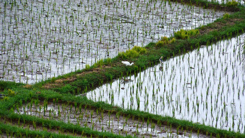 Manorama Rani - Rice Field
